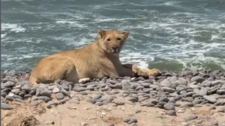 Fenômeno raro: leões abandonam dunas e aprendem a viver na praia