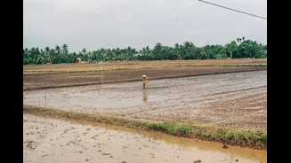 How El Niño Impacts Indian Farmers and Agriculture