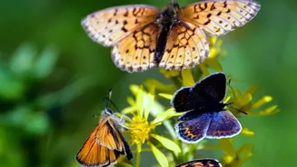Urban Wildlife Visibility: How Changing Light Angles Help Spot Butterflies In Gardens