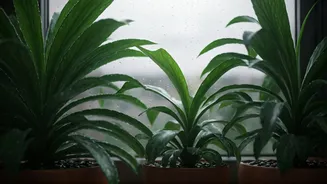 Keep Indoor Plants Healthy Through Weeks Of Monsoon Rain