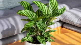 Fresh Study Reassesses How Much Indoor Plants Improve Air Quality At Home
