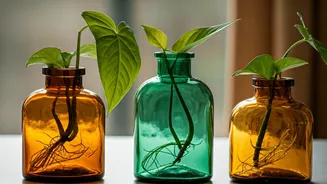 Propagate Arrowhead Vine In Recycled Tinted Glass Apothecary Bottles Easily