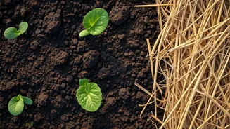 Master Your Spring Garden: Essential Planning & Planting Guide for a Bountiful Harvest