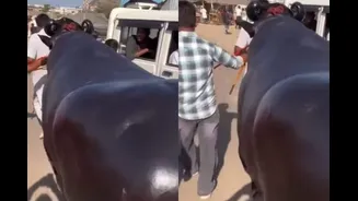 Rs 23 Crore Buffalo From Haryana Spotted At Pushkar Mela: ‘Eski Skin Toh Actresses Se Bhi Zyada Chamak Rahi Hai’ | Video