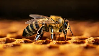 Honey Bees & Heat: Survival Challenges