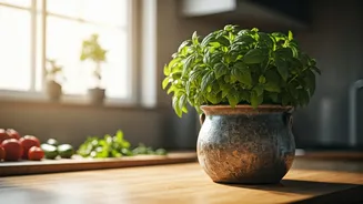 Tulsi Pots Bring Kitchen Value And Calm