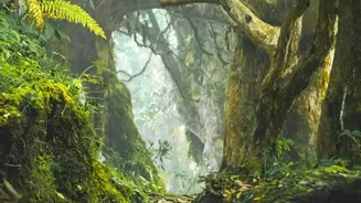 South Andaman's Rainforest Birding Trail Makes a Case for Checking Low-Impact Etiquette