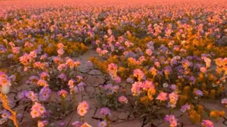 Death Valley’s Rare ‘Superbloom’ Leaves World Awestruck! ‘Once-In-Lifetime Miracle’