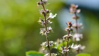 Simple Tips For Monsoon Balcony Gardens: Growing Basil, Mint, And Lemongrass