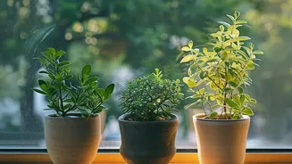 The New Small-Space Gardening Trend Puts Windowsills As Growing Areas In Focus At Home