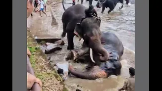 Karnataka Bans Bathing, Feeding, Selfies With Elephants After Chennai Tourist's Death