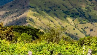 Discover Georgia's Signagi wine region and mountain scenery with easy online e-visa access