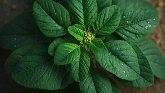 5 Amazing Health Benefits of Incorporating Amaranth Leaves into Your Diet