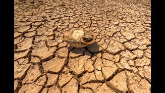 Understanding India's Escalating Heat Crisis and Its Impact