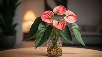 Propagating Pink Indoor Anthuriums Is The Newest Aesthetic Craze