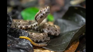 Sonhos com cobras são comuns e podem trazer mensagens importantes
