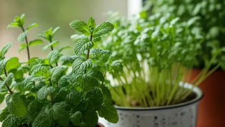 4 Budget-Friendly Herbs To Grow On Your Windowsill Today