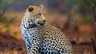 Why August Is Emerging As A Favourite Month For Monsoon Wildlife Safaris