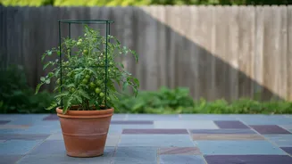 A Plant Cage Can Help Bushy Growth Resist Wind