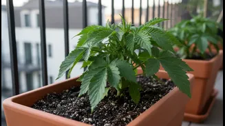 Balcony Plants Need Airflow Before More Water