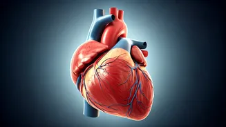 Navigating Your Heart Attack Recovery: A Comprehensive Guide to a Healthier Future