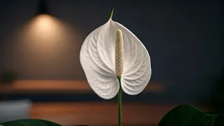 Show Off White Anthurium Progress On Indian Plant Parent Socials