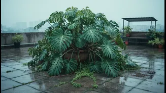 Smart Plant Choices Can Make Concrete Rooftops More Comfortable Throughout Monsoon