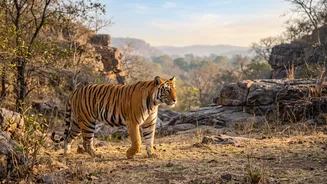 Ranthambore's 40,000-Request Booking Surge Makes Ranthambore Safari Bookings A Story About Flexible Plans