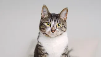 Apartment Cats Need Secure Screens before International Cat Day