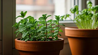 4 Native-Friendly Herbs That Survive Low Light In Urban Kitchens