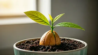 Grow Your Own Avocado Tree: A Step-by-Step Kitchen Garden Guide