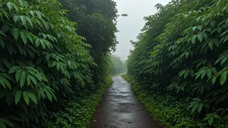 Plan Your Secluded Monsoon Honeymoon in Misty Romantic Mahabaleshwar