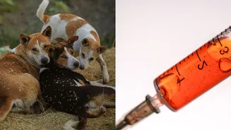 300 Stray Dogs 'Killed' With Lethal Injections in Telangana: 2 Sarpanches Among 9 Booked in Mass Killing Case