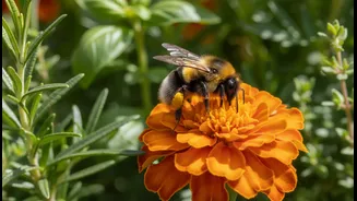Marigolds And Herbs Can Invite Pollinators