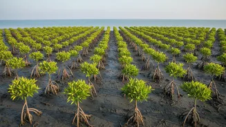 Eastern Coast Villages Strengthen Coastal Protection Using Mangrove Bio-Shield Restoration Strategies Today