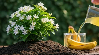 Give Jasmine Plants Potassium Boost Spreading Banana Peel Water