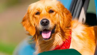 Dogs Travelling By Car Need Secure Restraints, Breaks And Protection From Excessive Heat