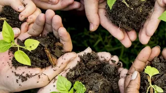 Why Used Coffee Grounds Combined With Vegetable Scraps Make Powerful Natural Fertilizer For Plants