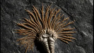 A 450-million-year-old Fossil Makes a Strong Case for Better Understanding of Reconstructing Ancient Animal Life