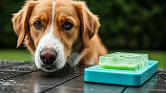 Calm Stressed Summer Dogs Via Blended Cucumber Juice Puzzle Refresher