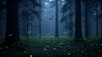 Night Treks Become Magical During Firefly Season