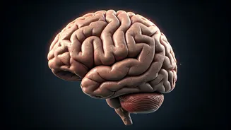 Sleep Deprivation & Brain's Waste Removal: A Surprising Link