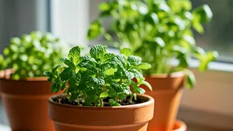 4 Top Low-Light Herbs For Your Kitchen Windowsill Garden