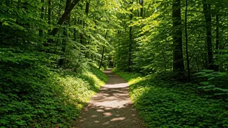 Stride Right: Long Walks or Short Bursts for Fitness?