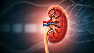 Hidden Dangers: How Your Work Life Habits Are Secretly Harming Your Kidneys