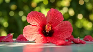 Unveiling Roselle: A Vibrant Flower Packed with Health Secrets for Your Well-being