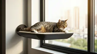 Transform Apartment Windows Via Heavy-Duty Floating Sun Perches For Cats