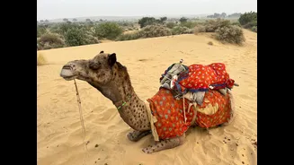 Understanding Rajasthan's Climate: A Guide for Travelers