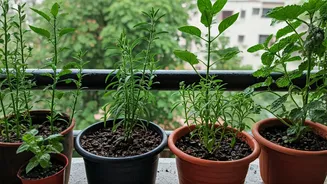 How To Monsoon Proof Your Balcony Garden Today