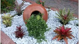 How and why to use marble chips for indoor plants